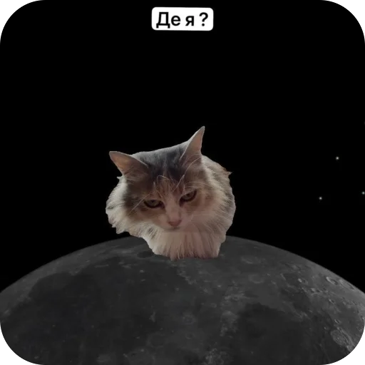 Стикер Cats memes