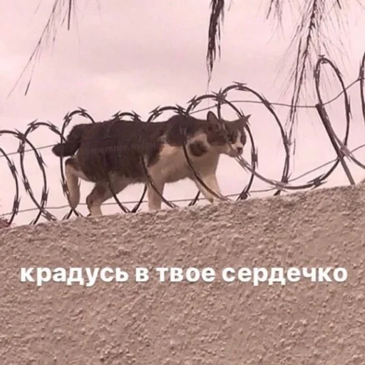 Стикер кыш от моих стикеров