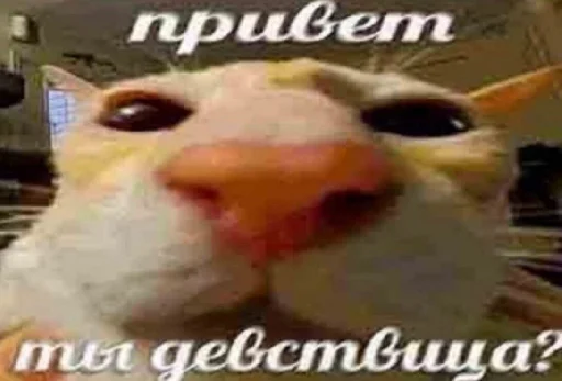 Стикер че та типа мемав ваших
