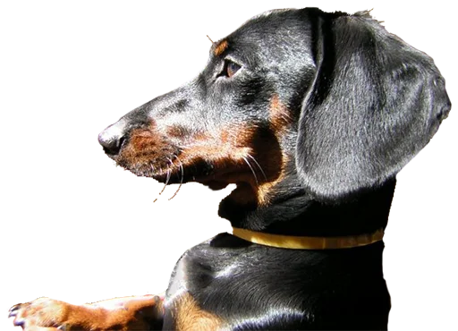 Стикер Аццкий цобак!