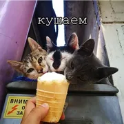 Стикер Agressive and nice kittens