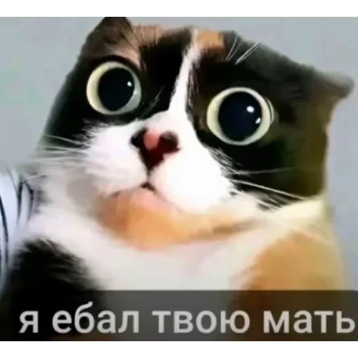 Стикер Birds Memes