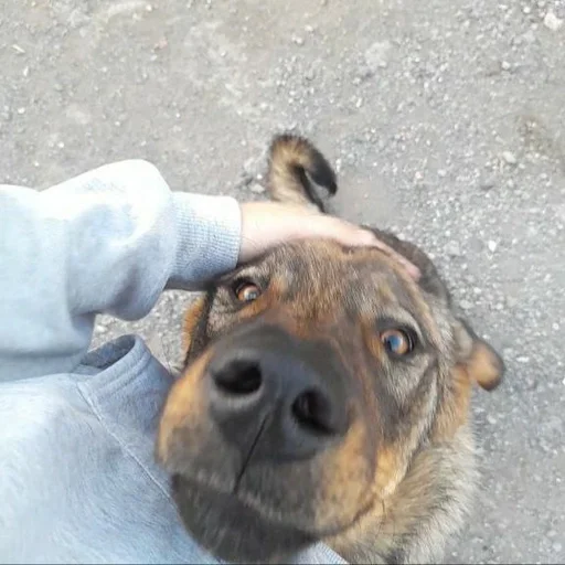 Стикер котики