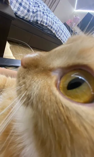 Стикер котики