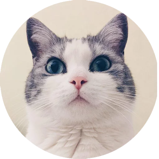 Стикер Котики