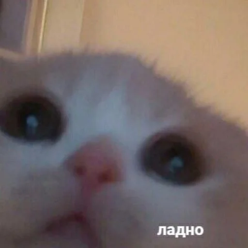 Стикер Котики
