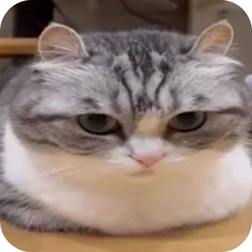 Стикер котики