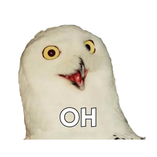 Стикер Owls