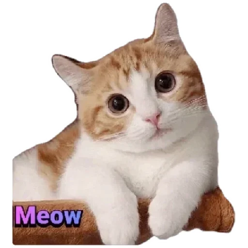 Стикер Anak_kucing