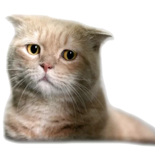 Стикер AnimalPhotoEmoji