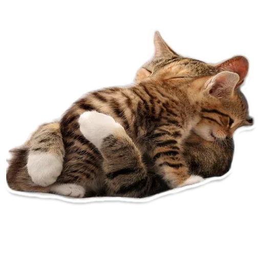 Стикер Animals Cute