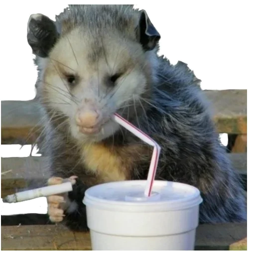 Стикер Awesome Oposum