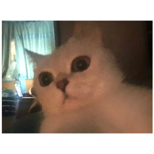 Стикер Cats