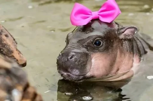 Стикер Бегемотик