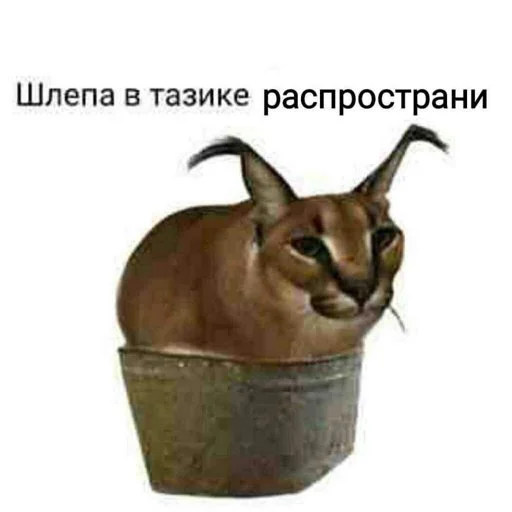 Стикер Стикеры Шлёпы