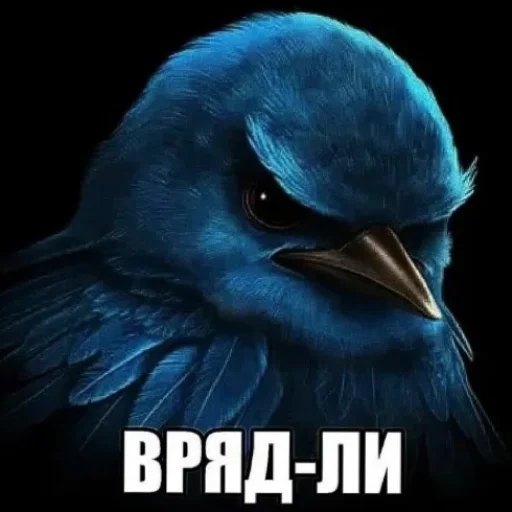 Стикер Birds Memes