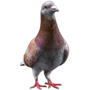 Стикер Голуби XL