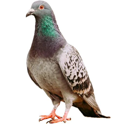 Стикер Голуби