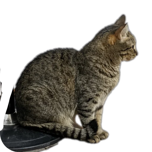 Стикер Бисквит