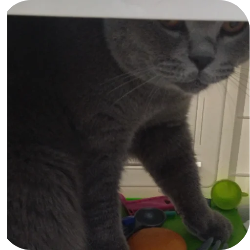 Стикер Тедди