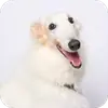 Стикер Borzoi Base
