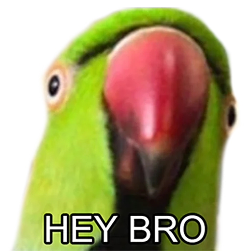Стикер Bro Parrot