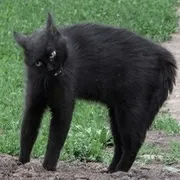 Стикер Broken Cats