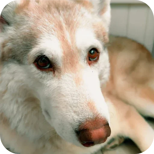 Стикер Бублик Бандит Коржик Кекс