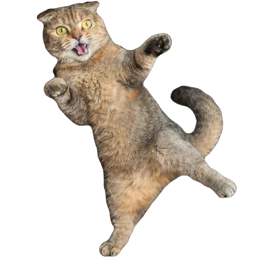 Стикер Busya TT Memes