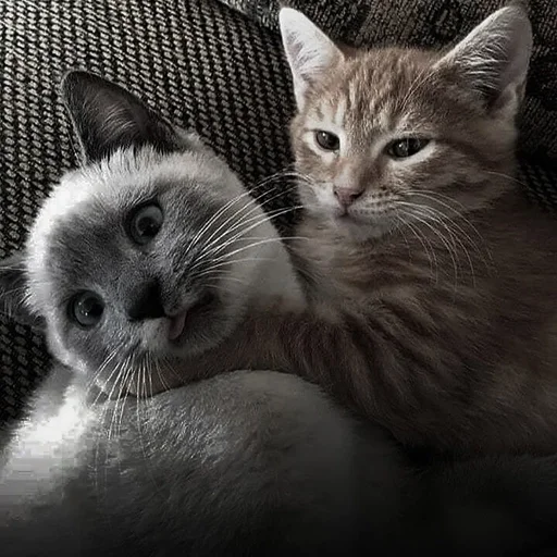 Стикер cats