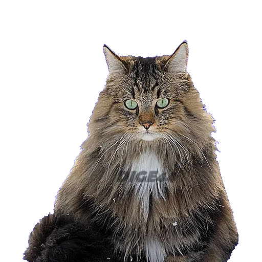 Стикер CATSGATTIGATOS