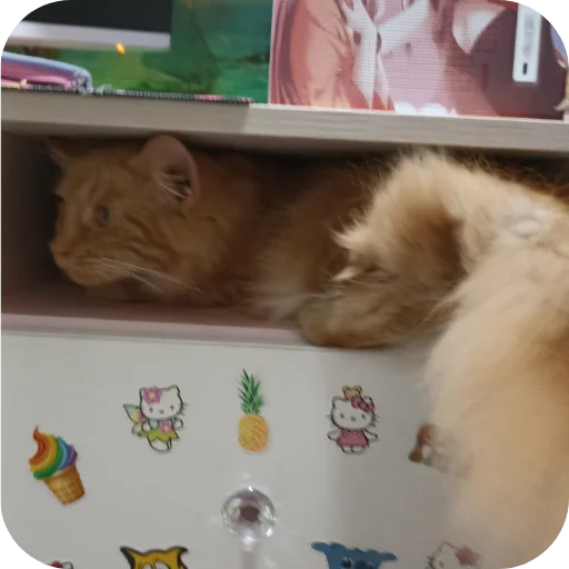 Стикер котики