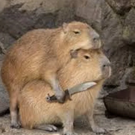 Стикер Capybara Are My Life