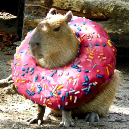 Стикер CapybaRa