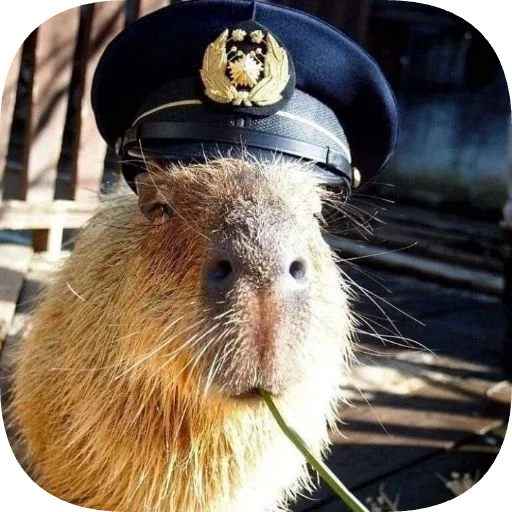 Стикер Капибарность