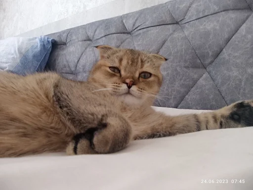 Стикер Буся