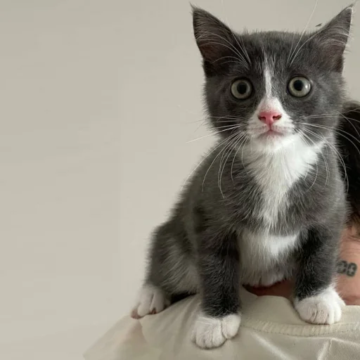 Стикер KikoCAT