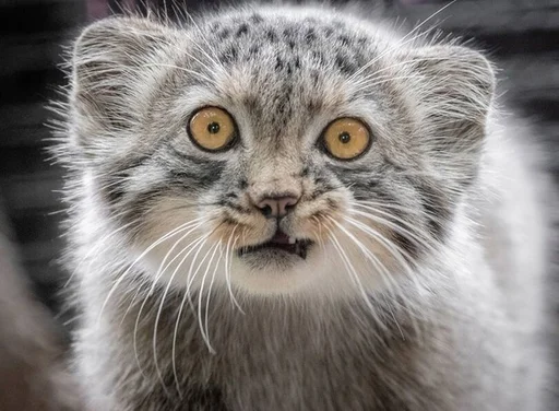 Стикер Manul