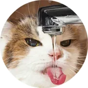 Стикер Котики и Кошечки