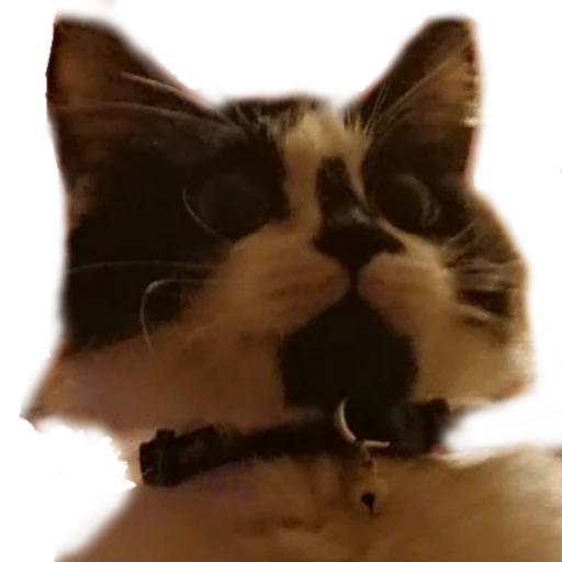 Стикер Catonios