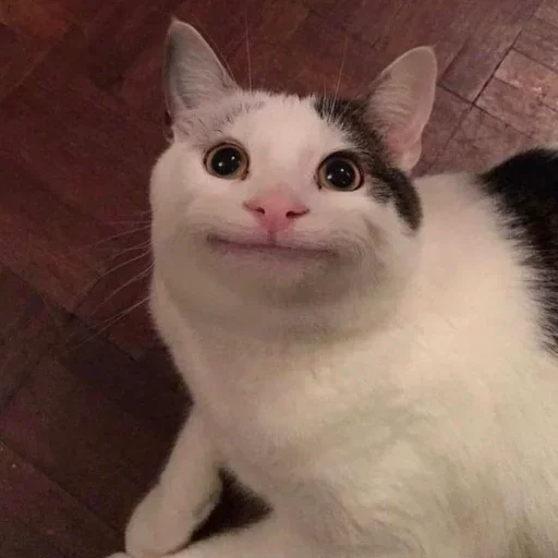 Стикер Cat Moods