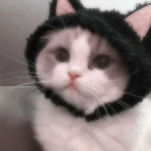 Стикер Ꮶᴏᴛиᴋи