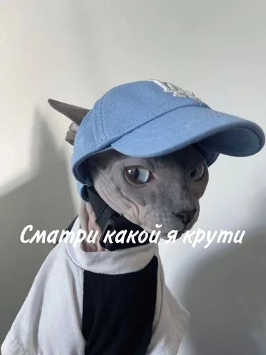 Стикер котики