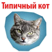 Стикер ? Мемы с Котом