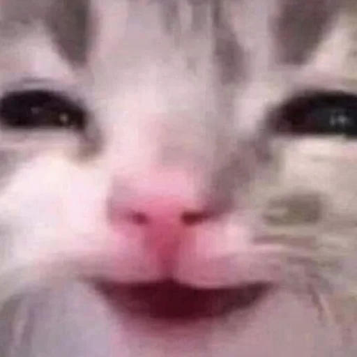 Стикер Cats
