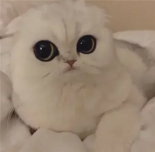 Стикер Cat😺