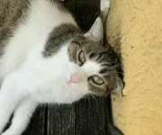 Стикер Cats and Dogs