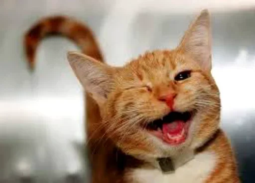 Стикер Cats my love