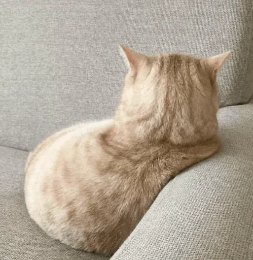 Стикер Cats Time