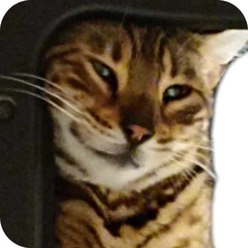 Стикер Цезарь